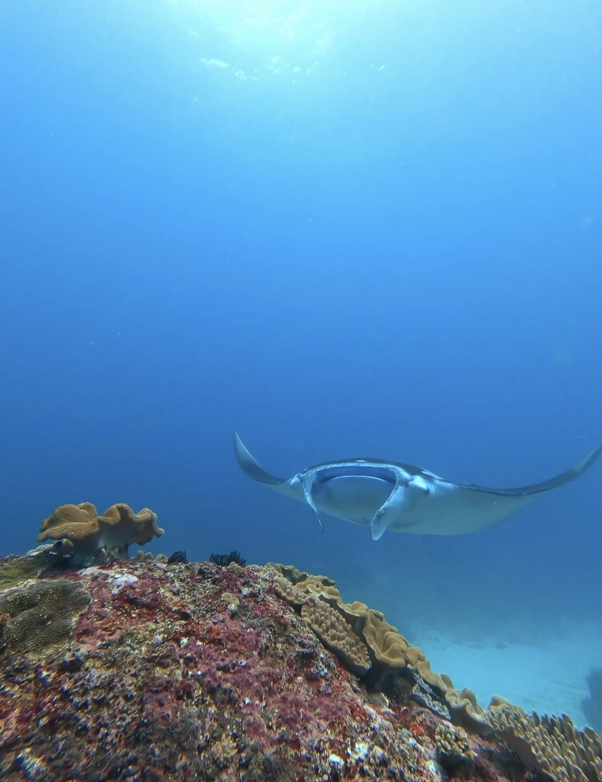 巴厘岛高级开放水域潜水体验（PADI潜水中心）