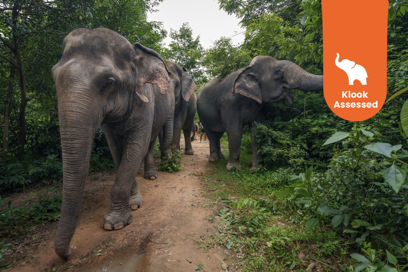 荔枝山一日游（含野餐＆大象森林）