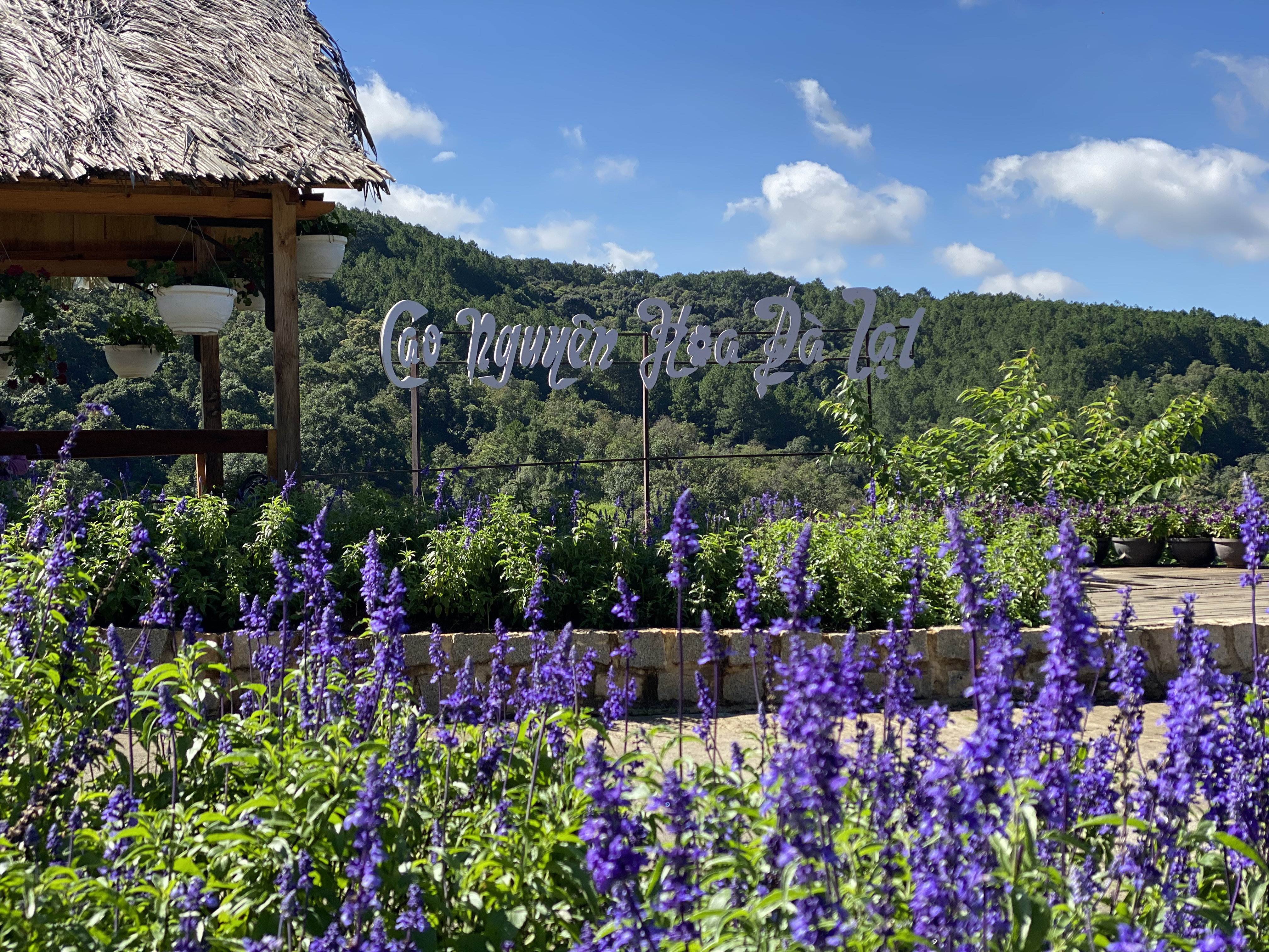 大叻高原花园门票