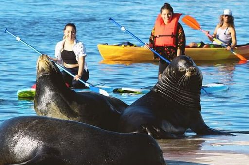玛丽安德尔湾独木舟／SUP 立式桨板体验（含赏海狮体验）