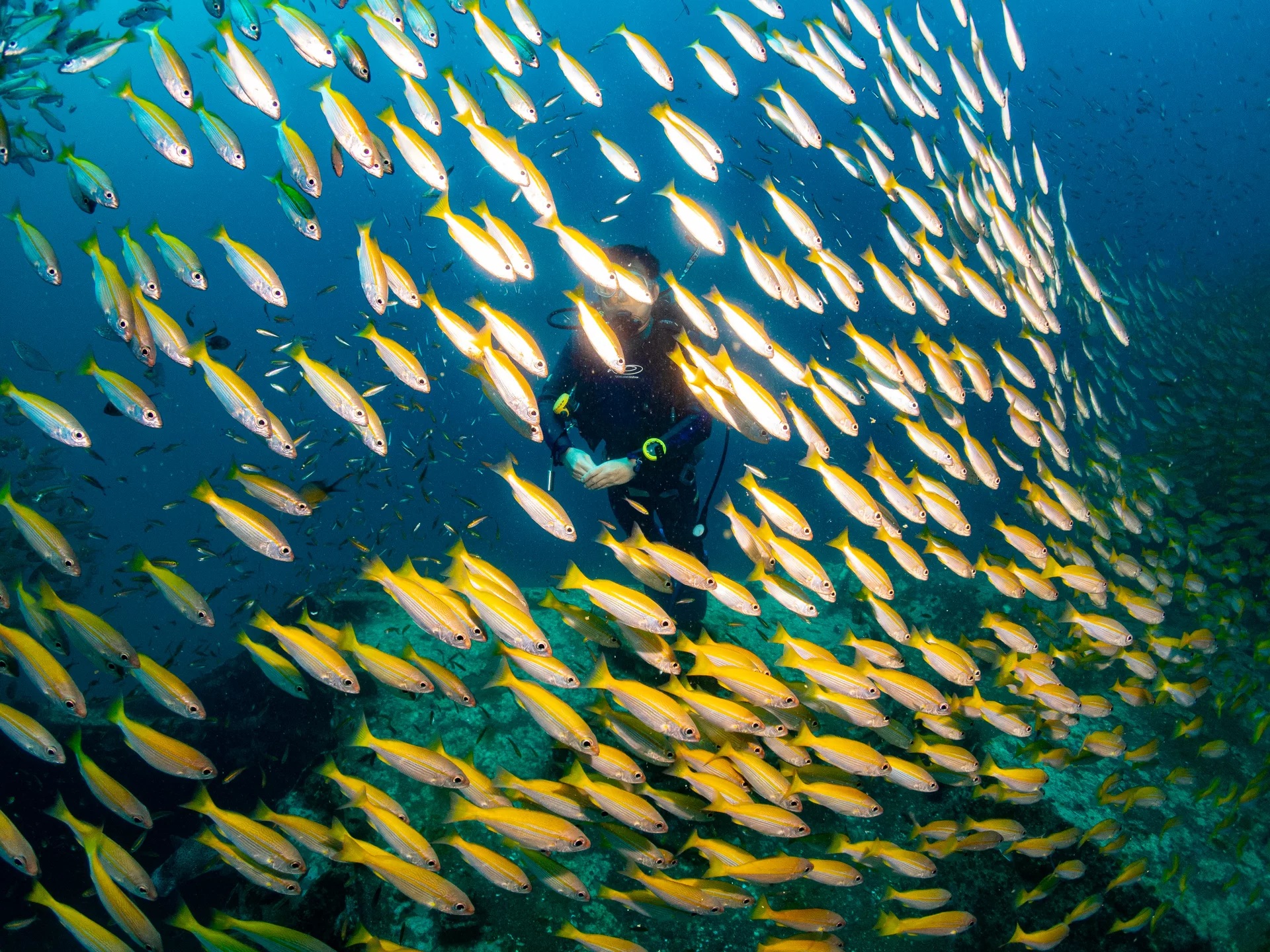 皮皮岛开放水域潜水员体验（PADI潜水中心）