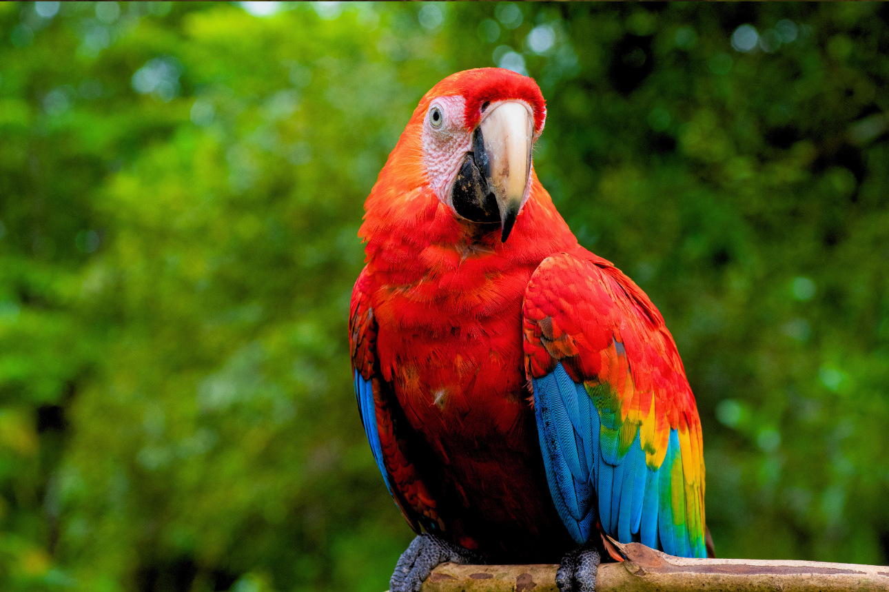 马努亚马逊5日游