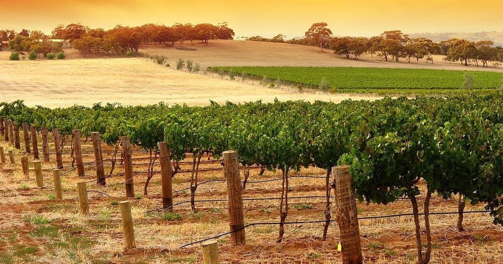 袋鼠岛半日品酒体验