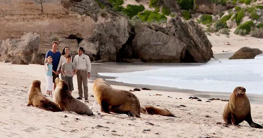 袋鼠岛自然美景＆野生动物一日游