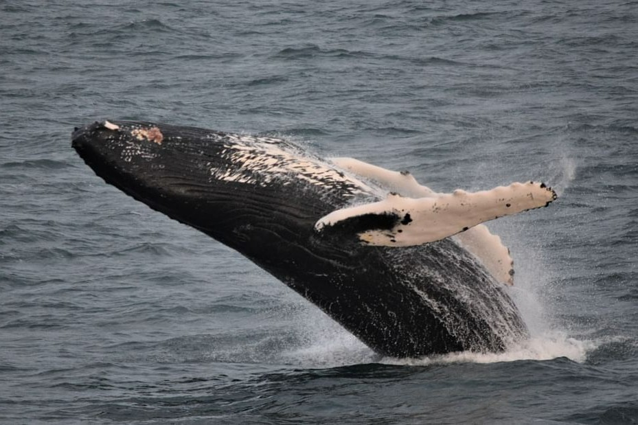 赏鲸之旅（雷克雅未克出发）