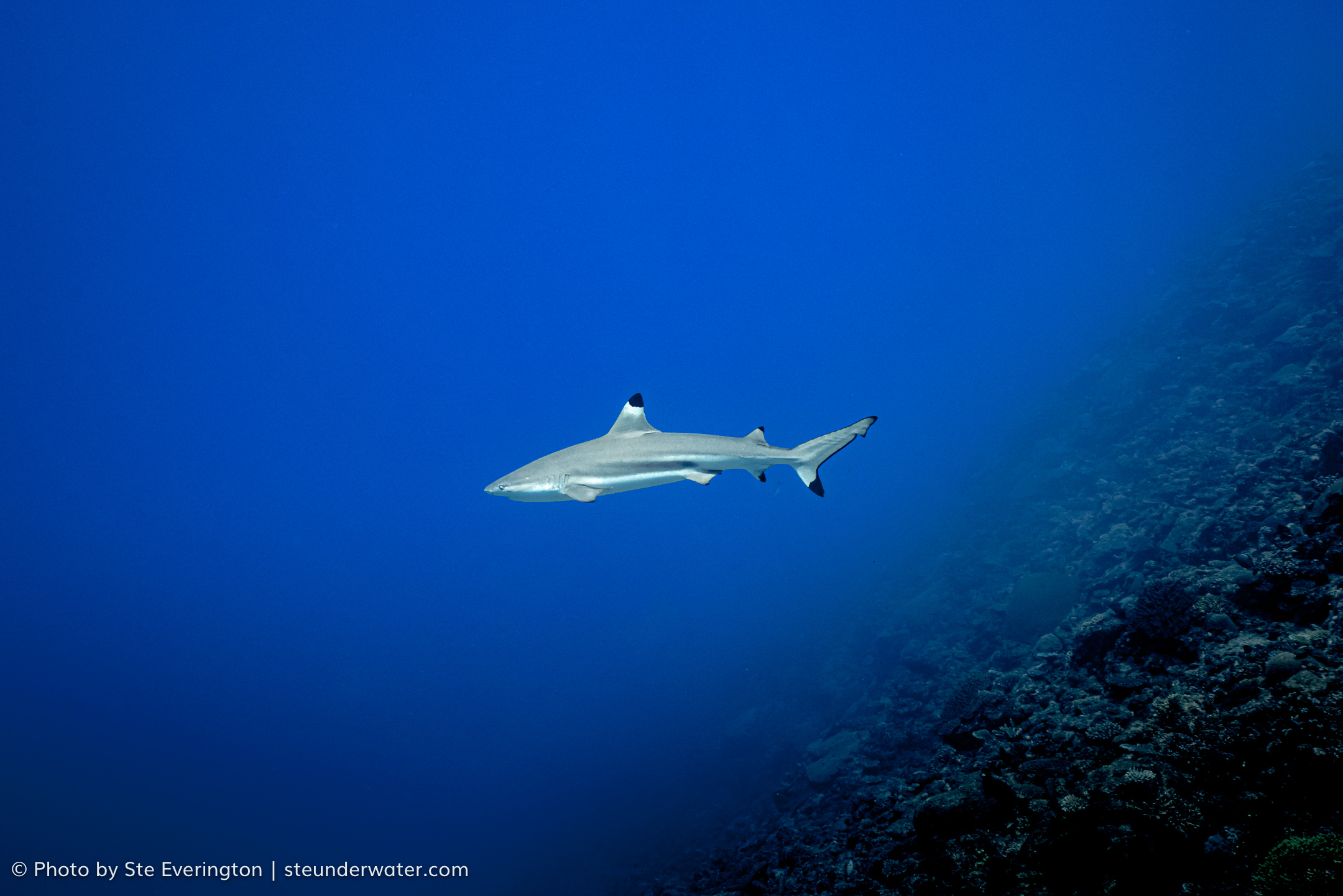 2次坦克潜水体验（PADI五星级潜水度假村）