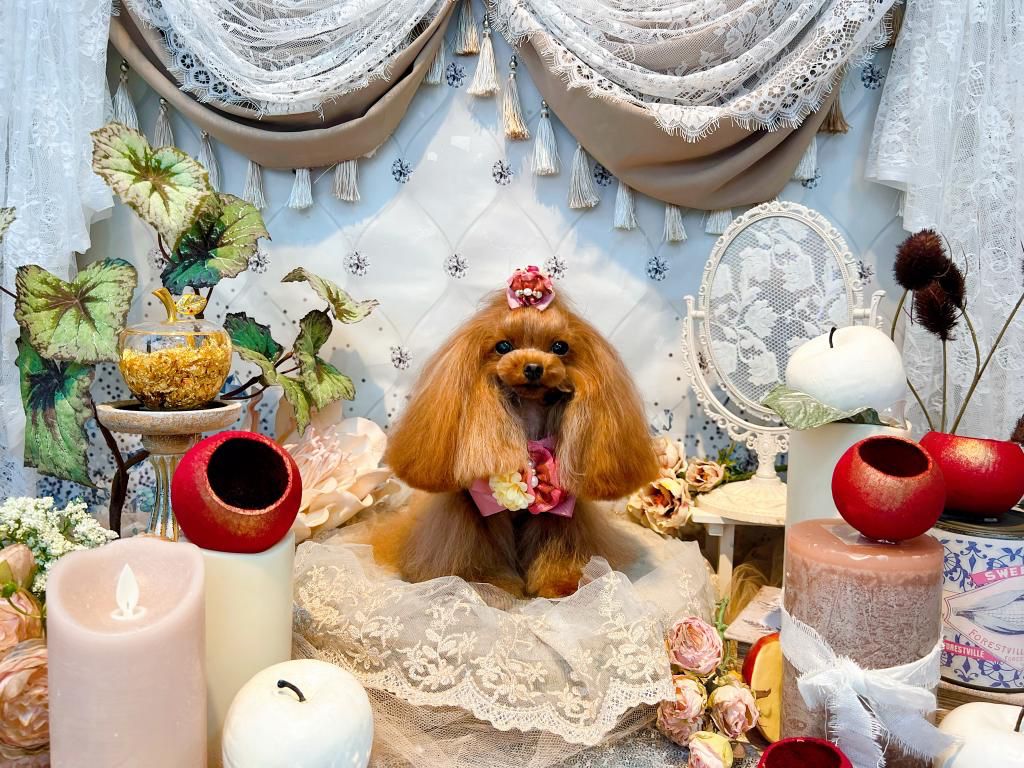 Paw Palace-六星级日韩宠物水疗美容体验 | 铜锣湾