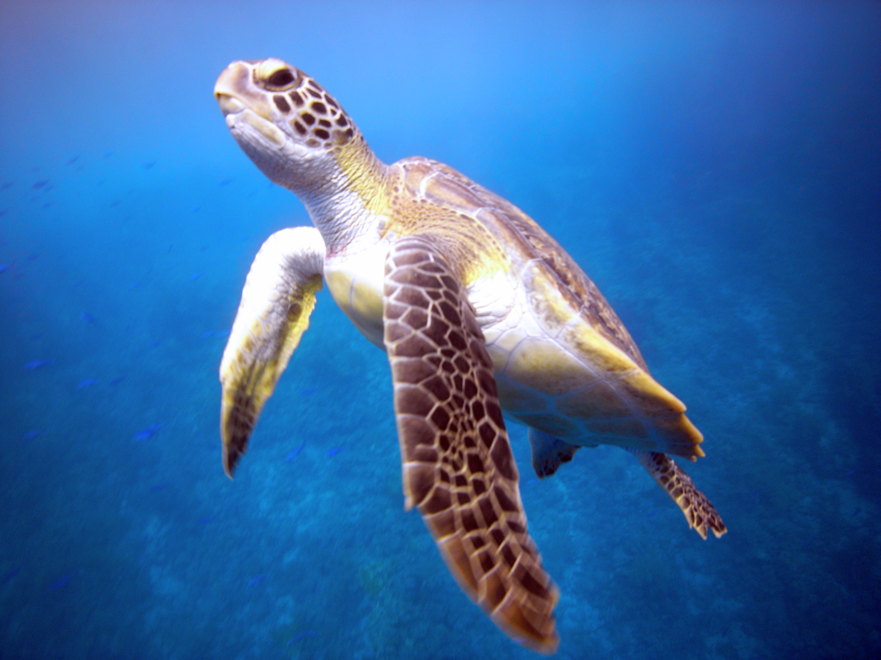 停泊群岛PADI高级开放水域潜水体验（PADI五星级潜水中心）