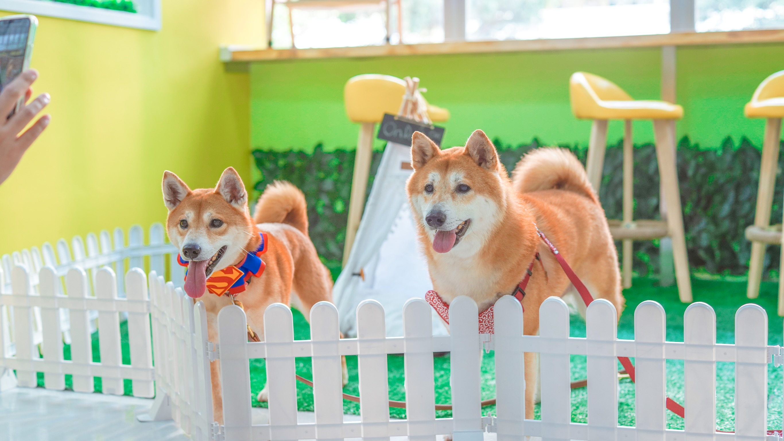 On Dog Dog Cafe - 亲亲毛孩体验｜宠物美容｜狗狗游乐｜葵涌