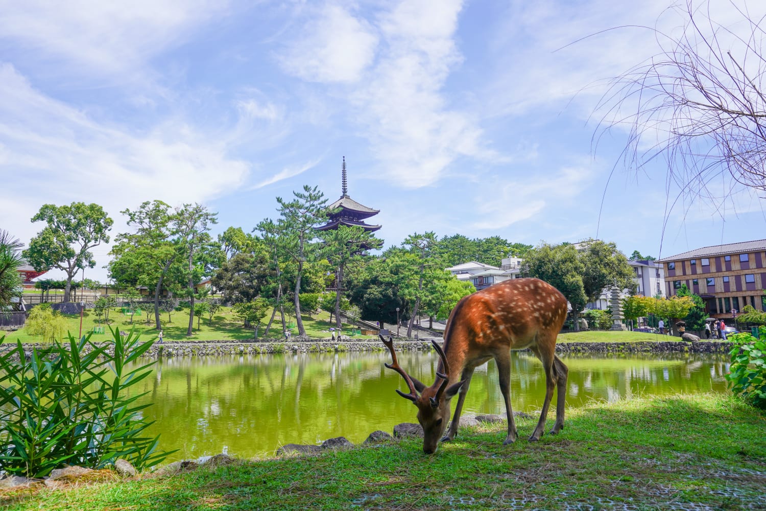 奈良东大寺 & 奈良町半日徒步游