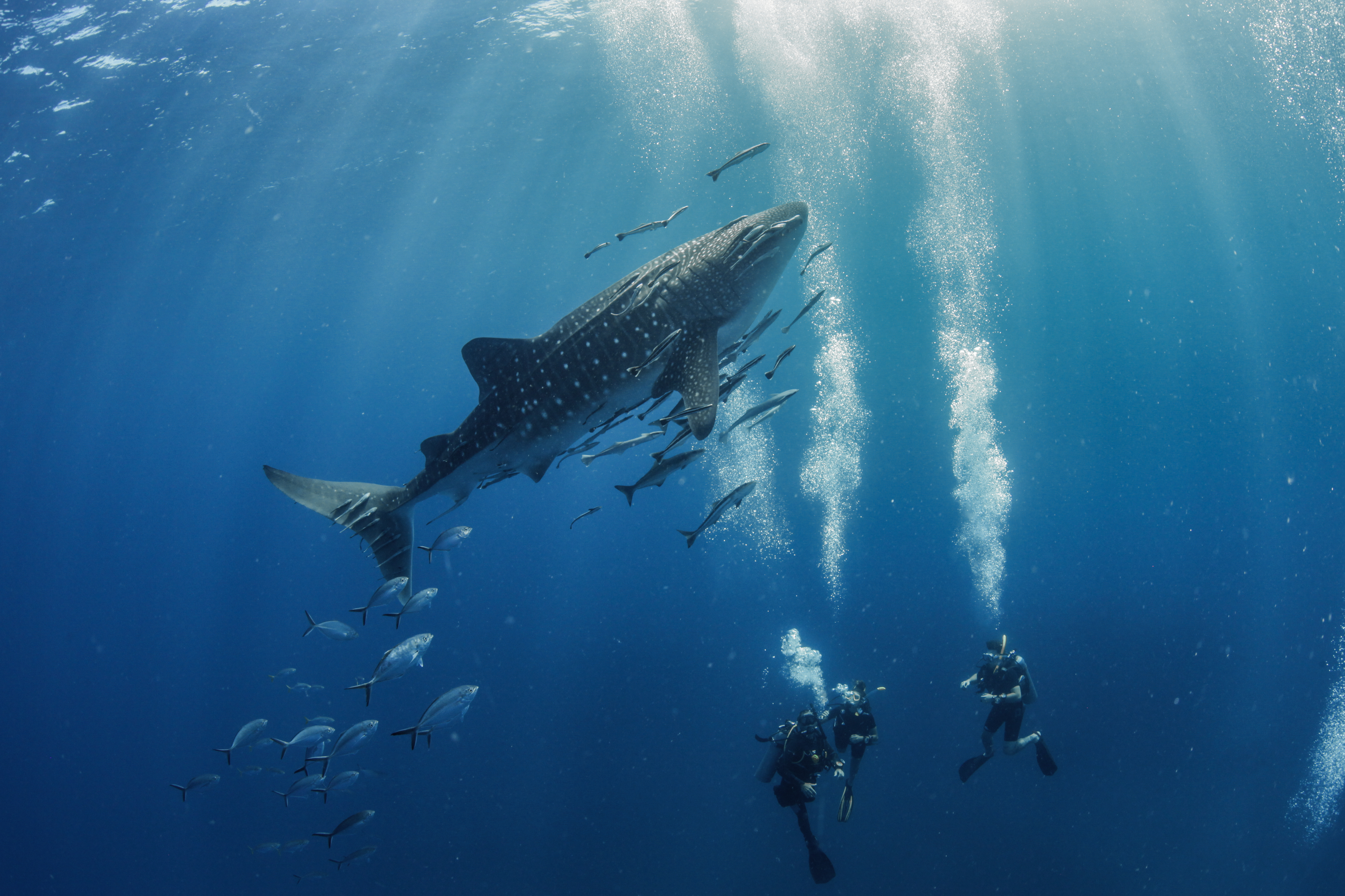 涛岛半日潜水之旅（PADI五星级潜水中心）
