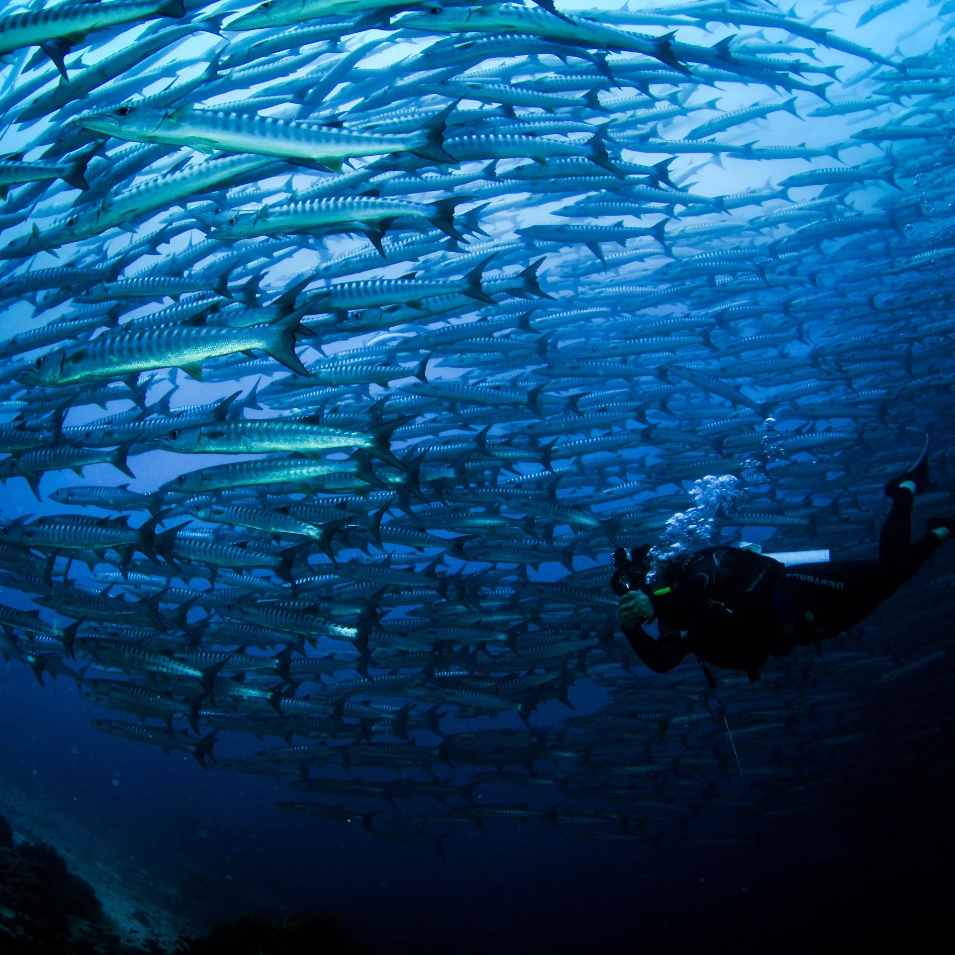 马布尔4天3夜潜水套餐（PADI五星级潜水中心）
