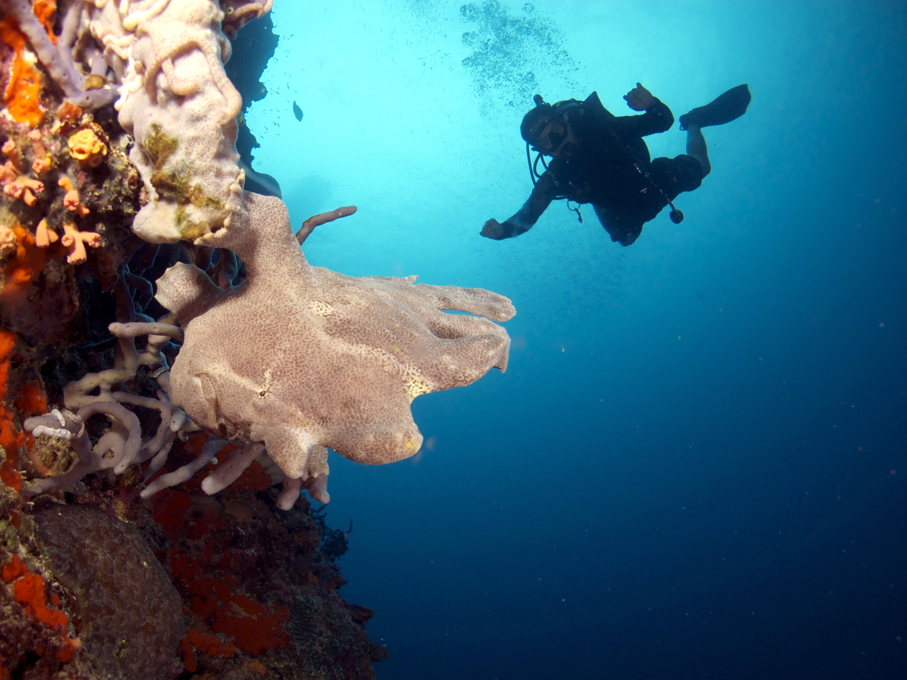 莫阿尔博阿尔PADI高级开放水域潜水体验（PADI五星级潜水中心）
