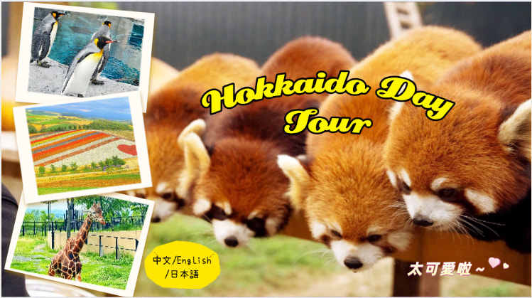 【中英文导游】北海道热门打卡一日游｜旭山动物园&美瑛网红树&白须瀑布&白金清池&富良野赏花（札幌出发）