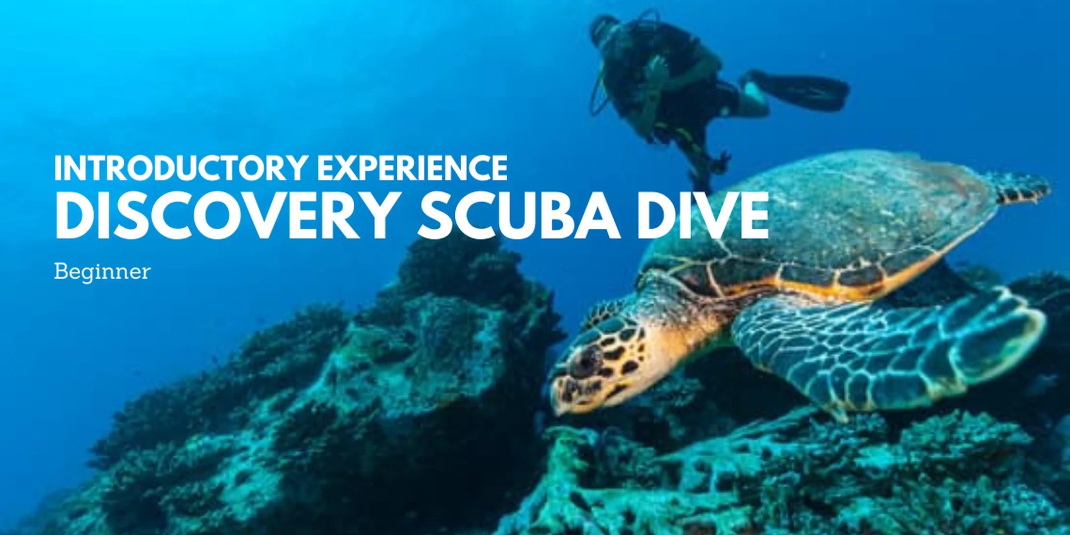 亚庇水肺潜水体验（PADI潜水中心）