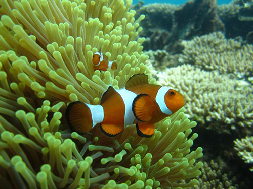 停泊群岛开放水域潜水体验（PADI五星级潜水中心）