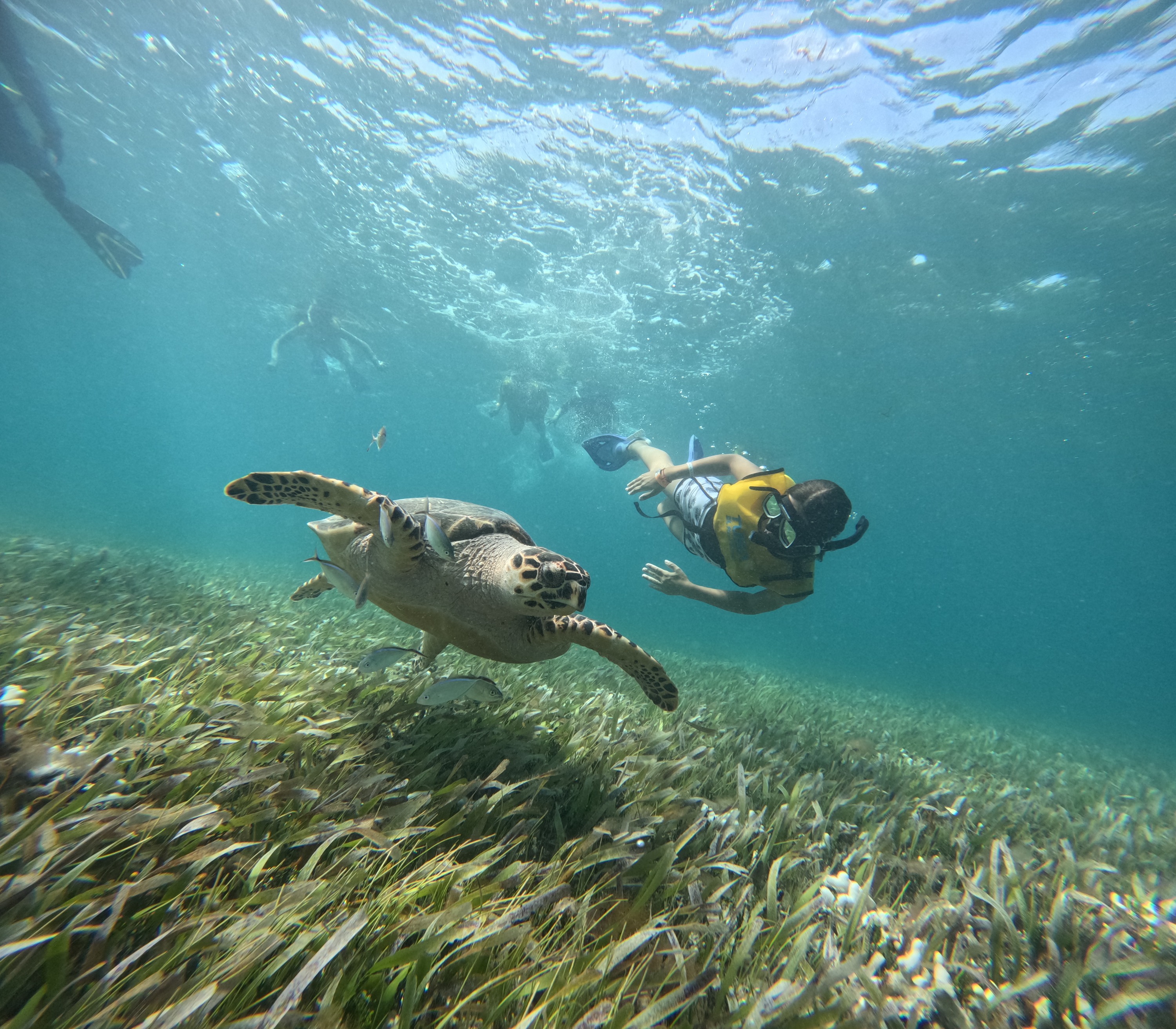 5合1浮潜之旅（探索海龟 / 珊瑚礁 / 水下雕塑博物馆 / 沉船）