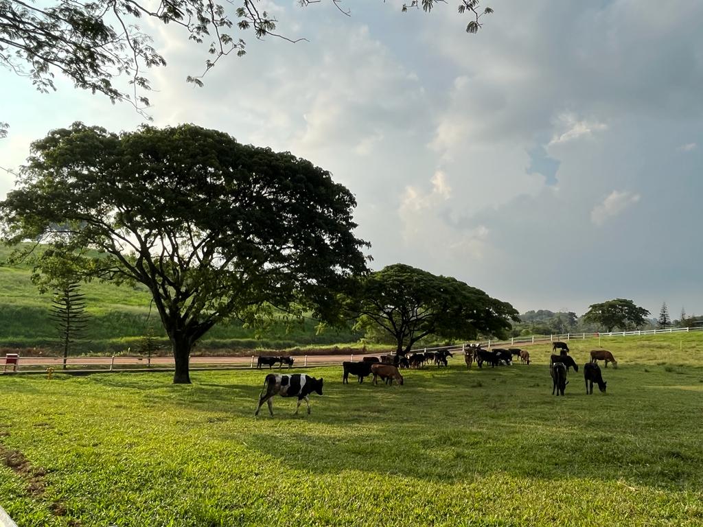 雪兰莪州Farm Fresh门票