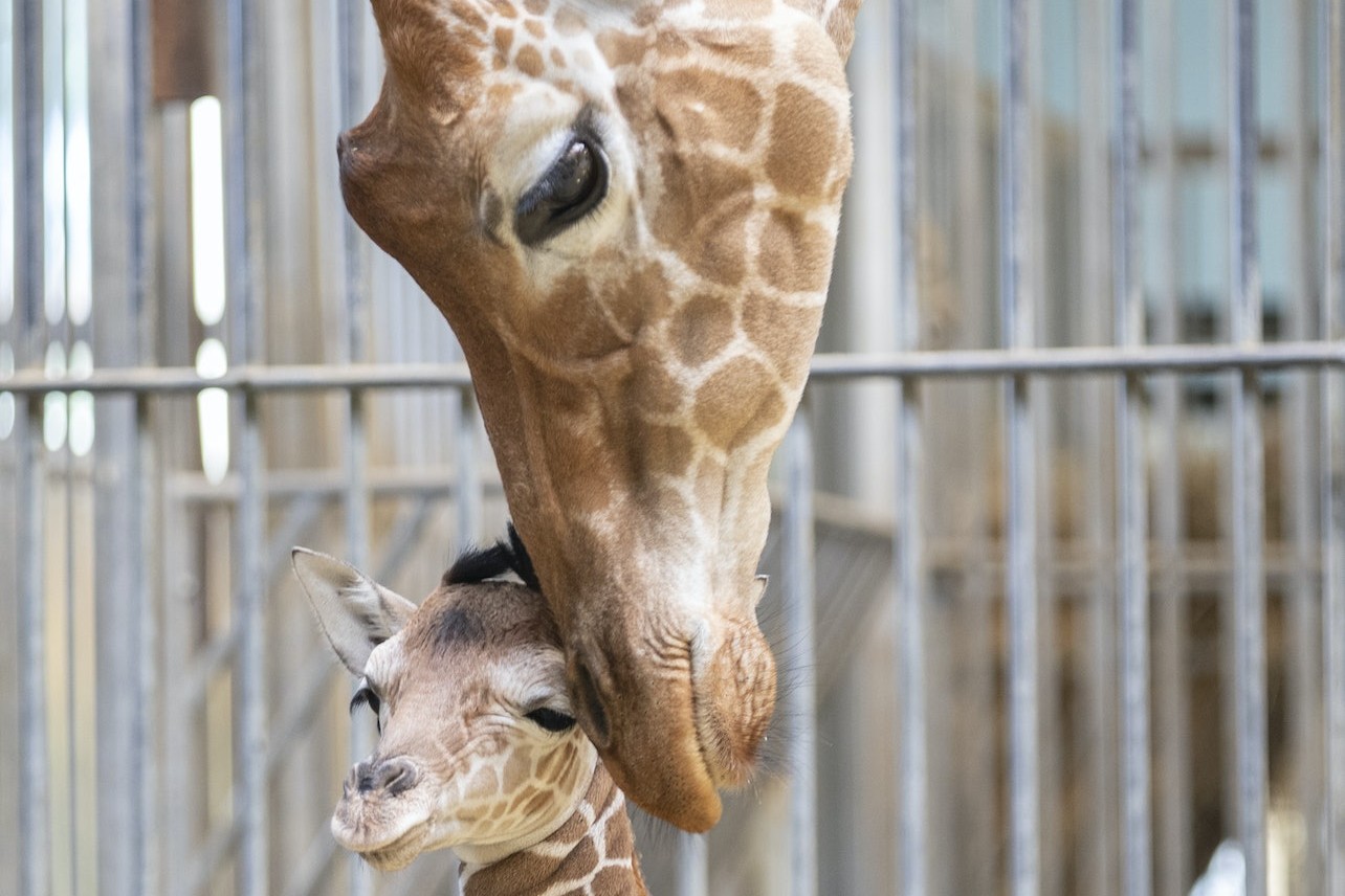 圣艾尼昂ZooParc de Beauval动物园门票