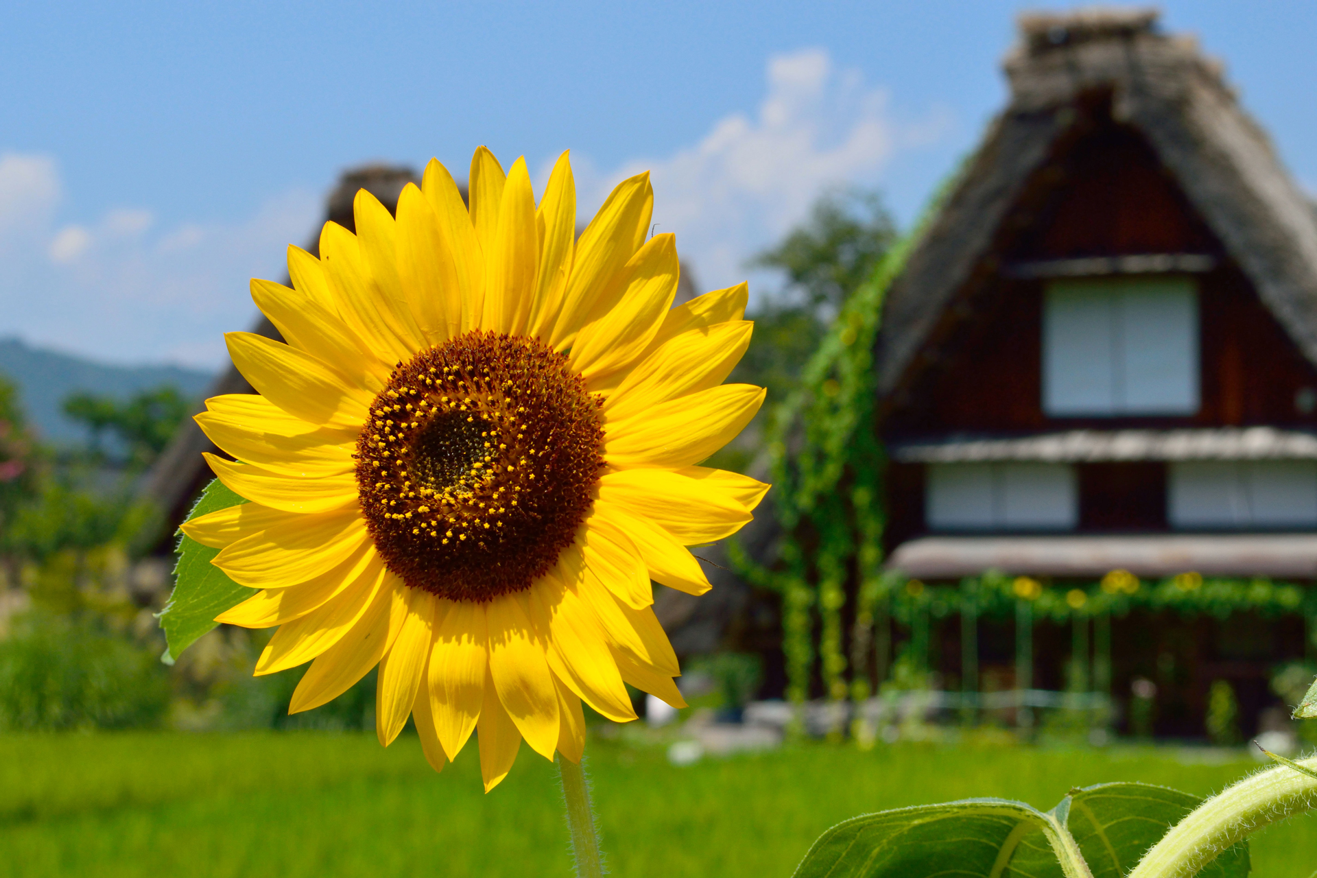 白川乡 &  郡上八幡 & 飞騨高山一日游（名古屋出发）