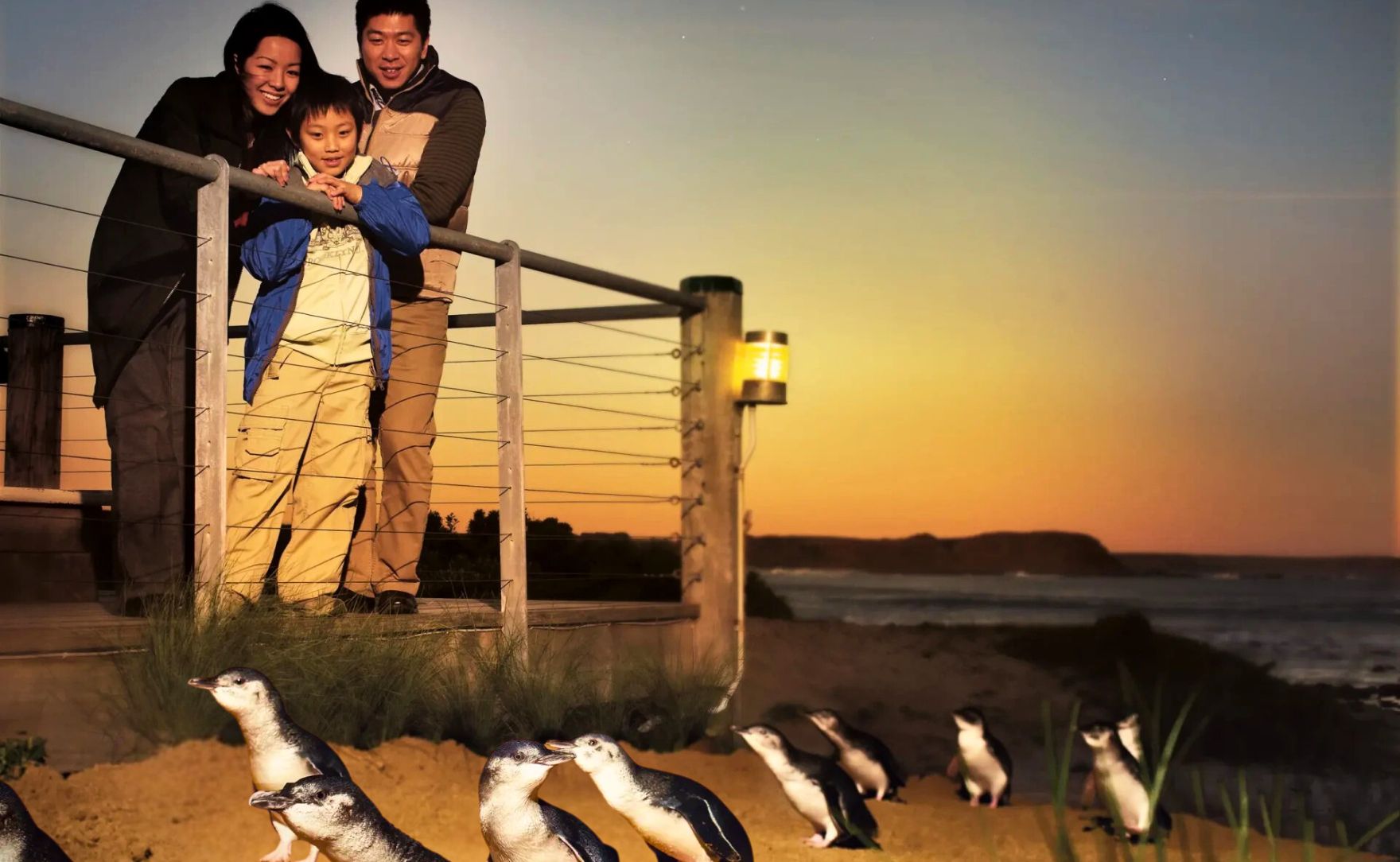 菲利普岛企鹅归巢一日游