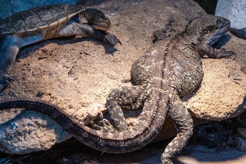 澳大利亚Ranger Red's 动物园门票