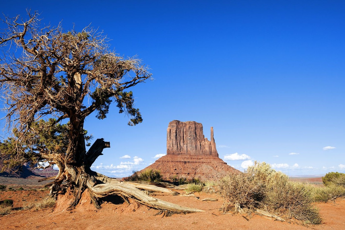 旧金山与美国西岸大自然及城市多日游