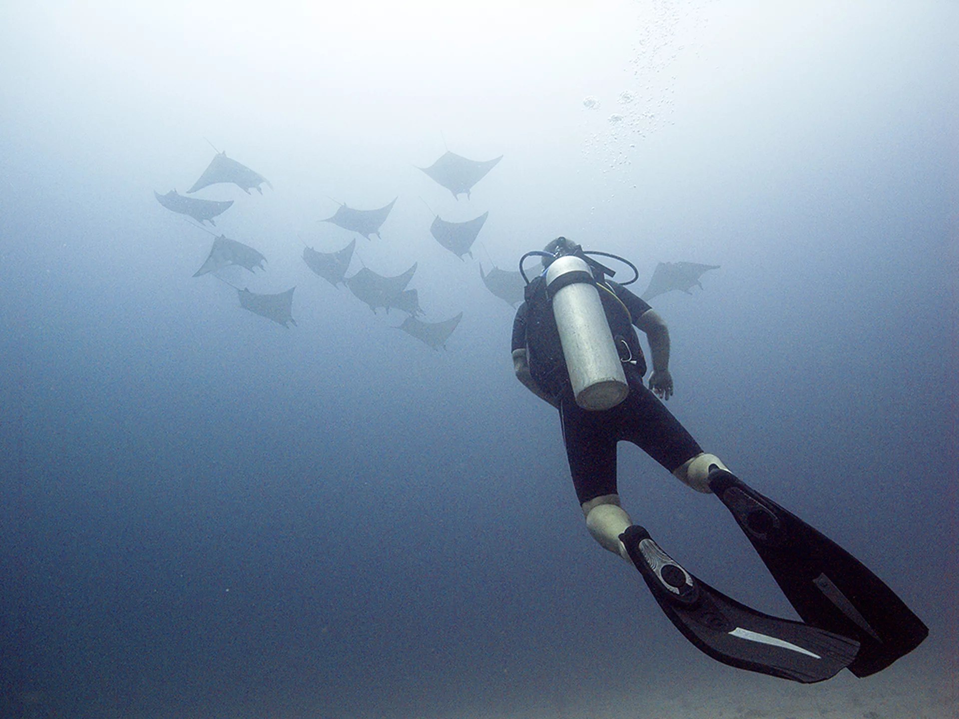 科莫多PADI五星级潜水中心开放水域潜水体验