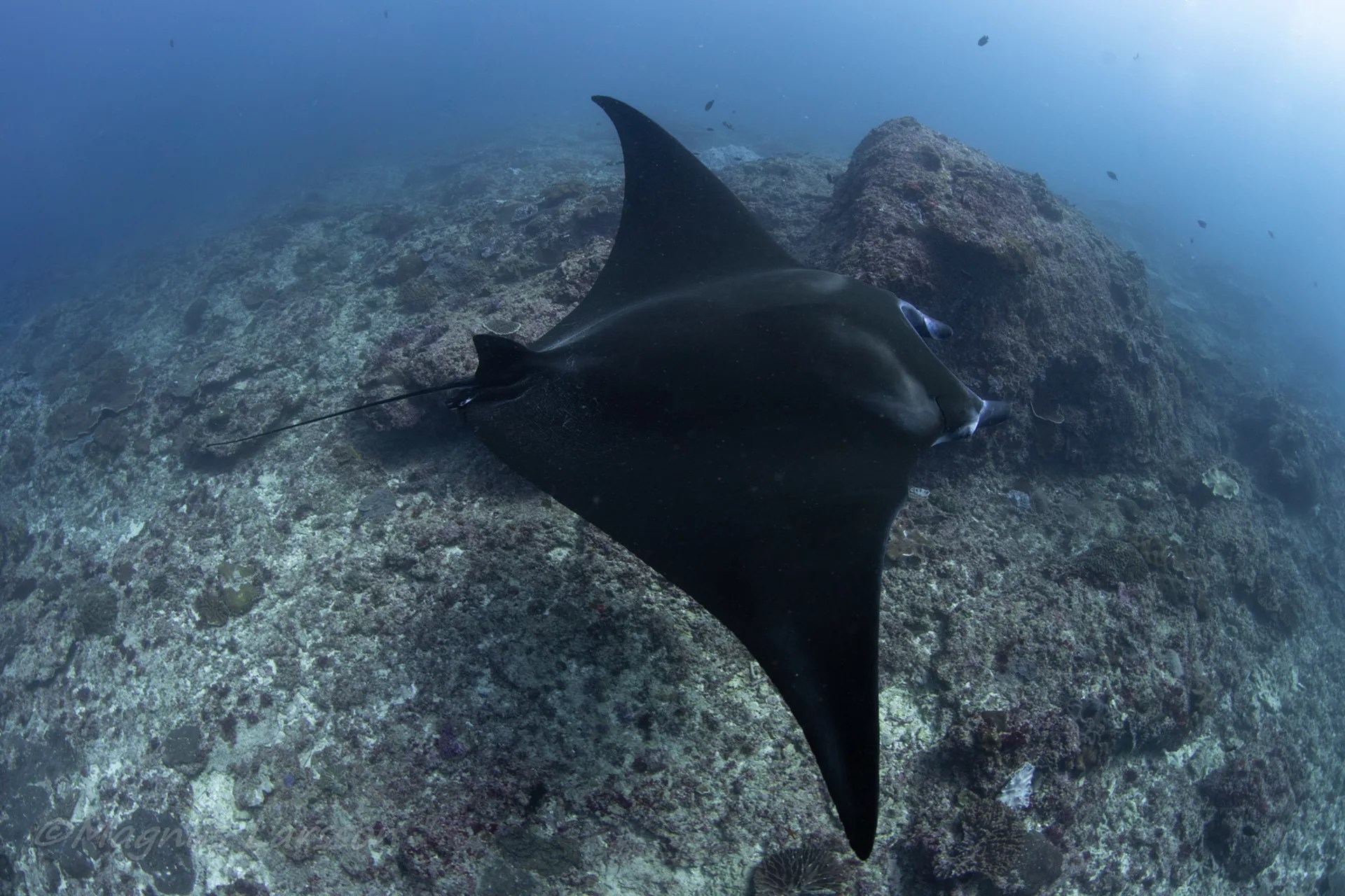 巴厘岛卡朗阿森开放水域潜水体验（PADI五星级潜水中心）