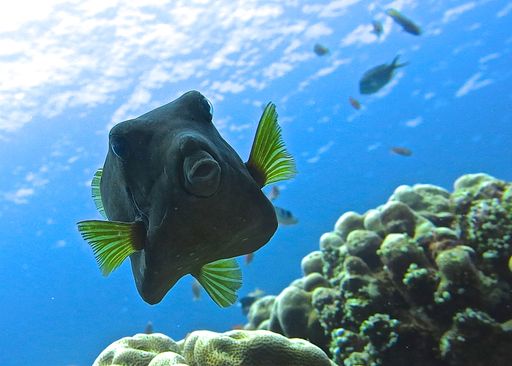 吉利群岛2次潜水体验（PADI五星级潜水中心）