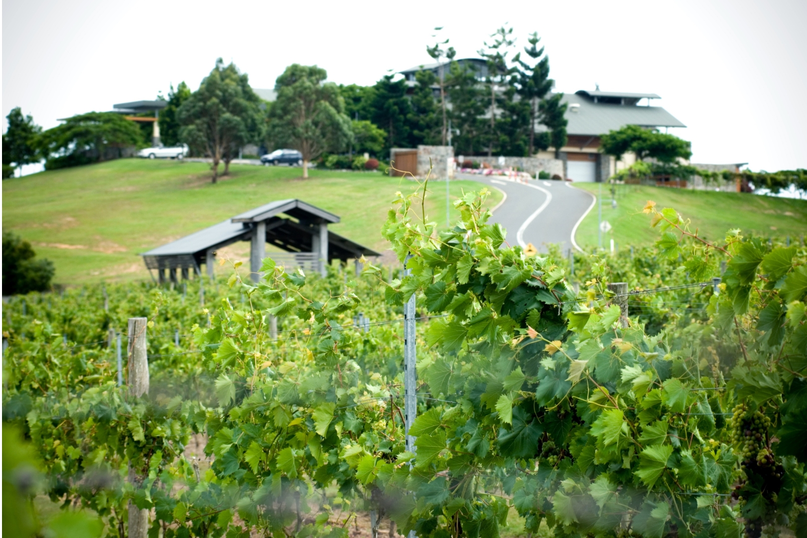 斯洛美酒庄（Sirromet）顶级围场野餐体验