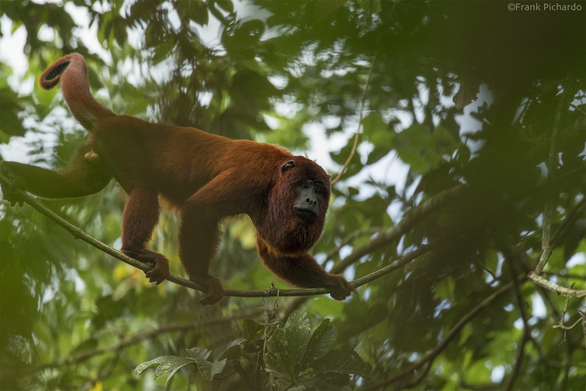 马努生物圈保护区 & Macaw Clay Lick 8日游