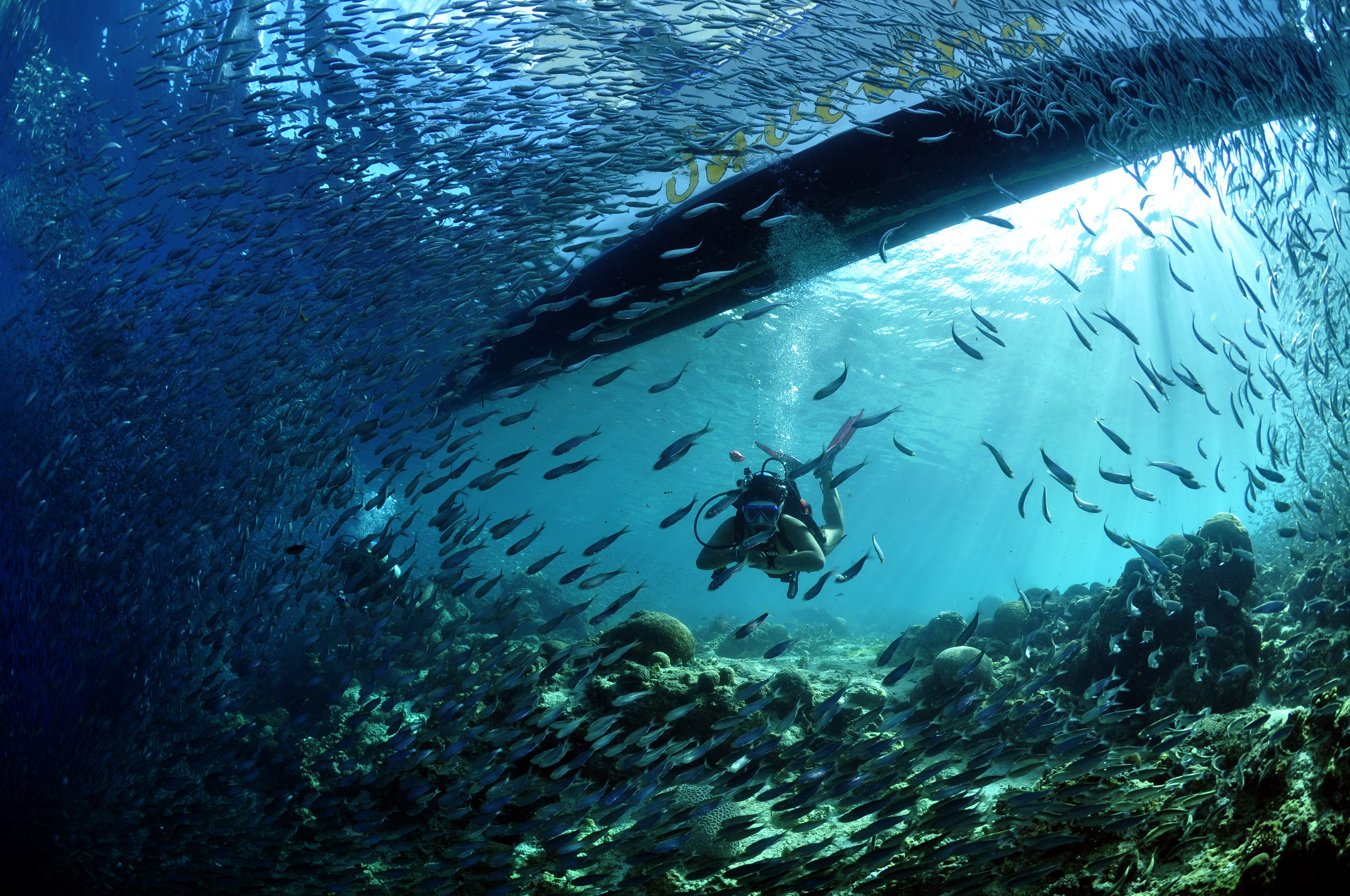 莫阿尔博阿尔水肺潜水体验（PADI五星级潜水中心）