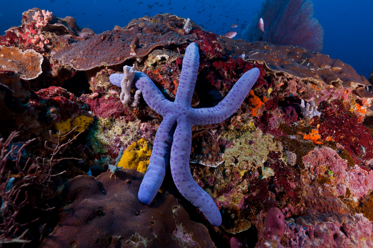 加莱拉港13:30下午潜水体验（PADI五星级潜水中心）
