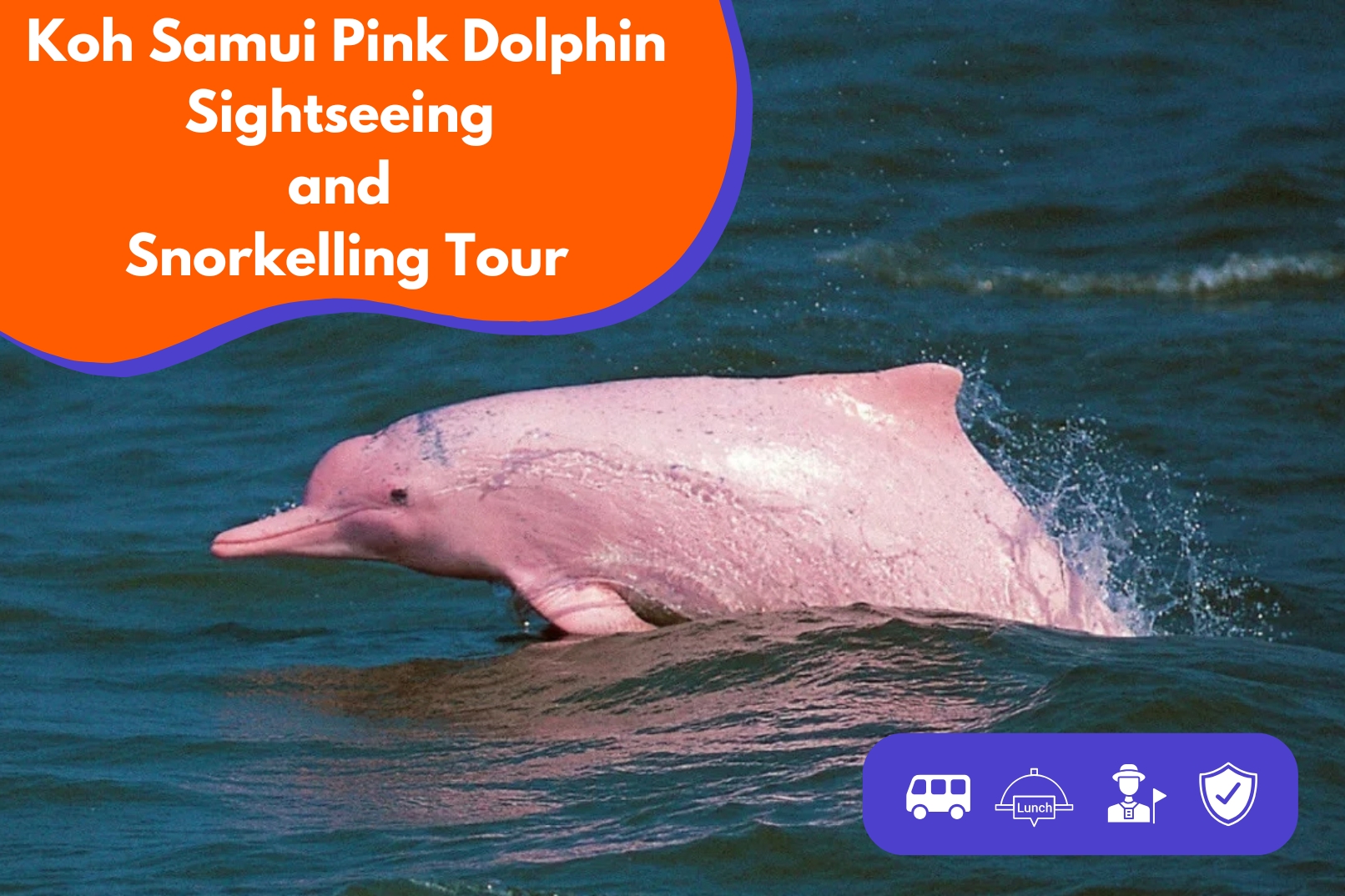 苏梅岛粉红海豚观光 & 浮潜之旅