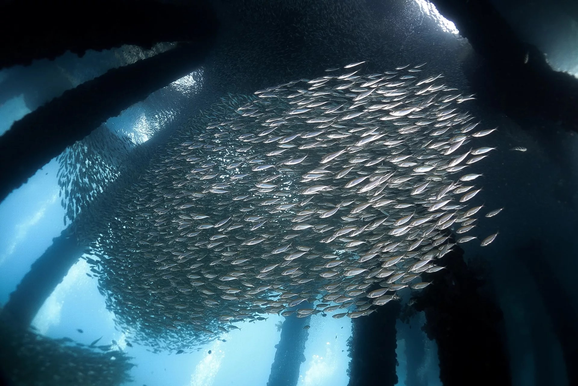 刁曼岛高级开放水域潜水体验（PADI五星级潜水中心）