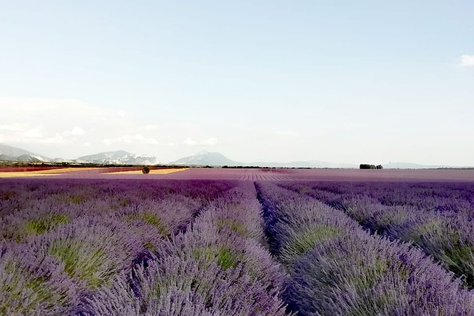 薰衣草田＆穆斯捷圣玛丽一日游（艾克斯普罗旺斯出发）