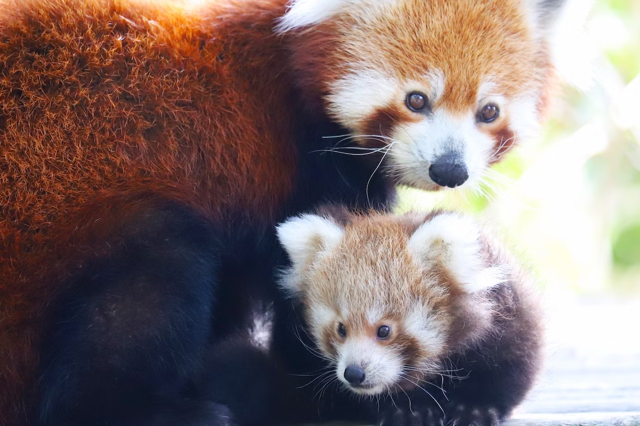 达勒贾FyZoo门票