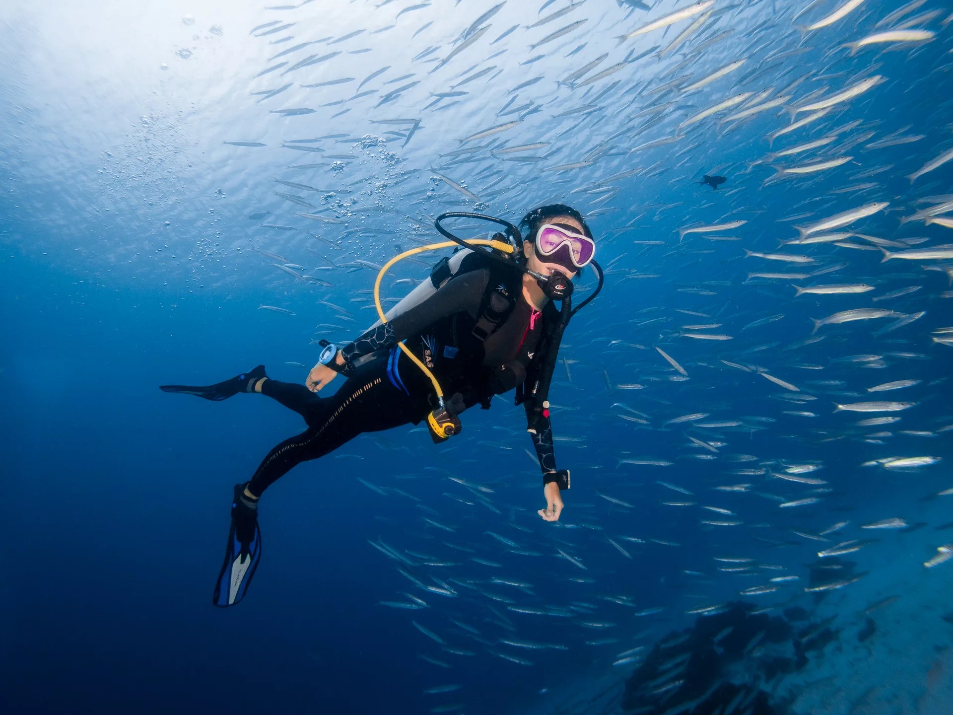 Menjangan 一日潜水体验（PADI潜水中心）
