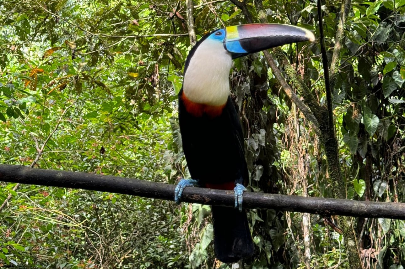 马努国家公园 & Macaw Clay Lick 7日游