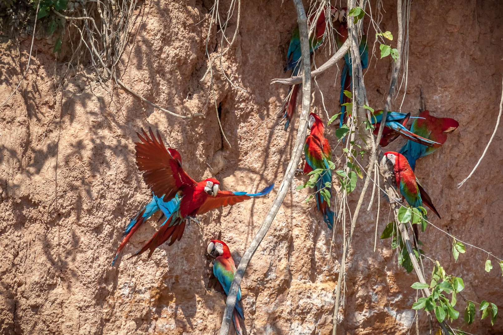 马努保护区6日游