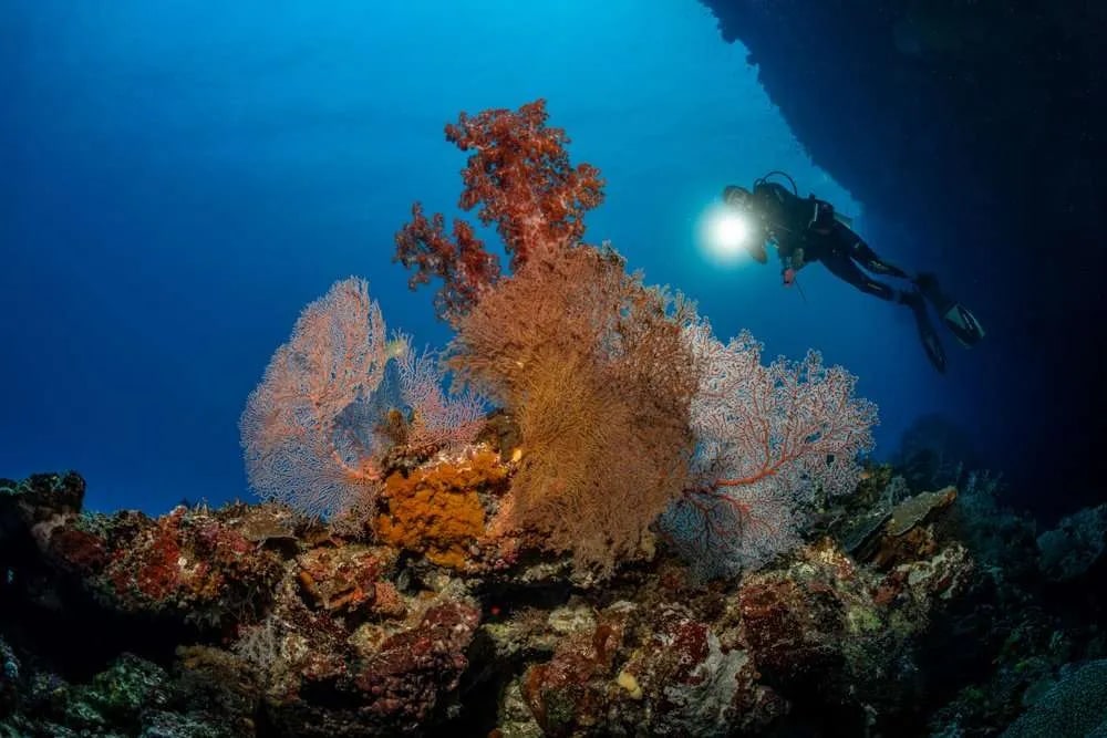 锡帕莱高氧空气潜水体验（PADI五星级潜水中心）