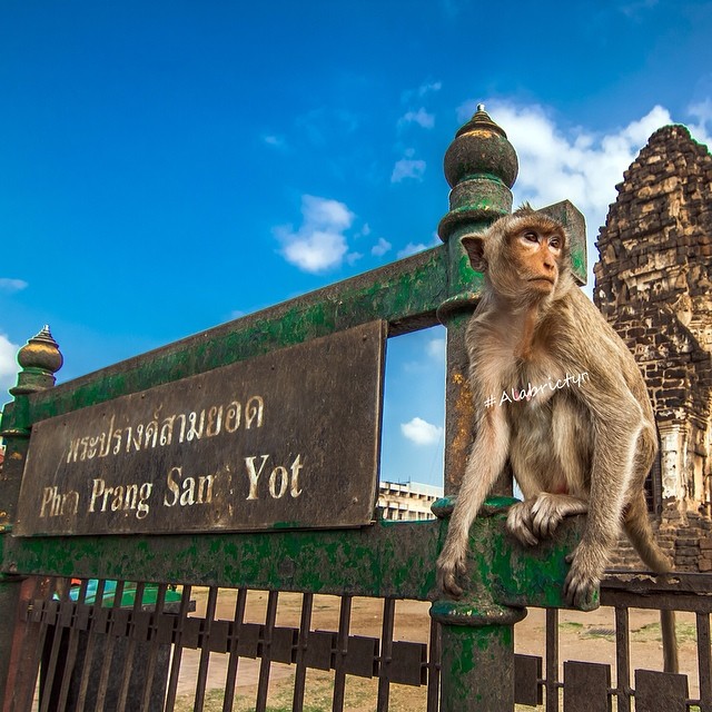 华富里府一日游（含猴子洞寺 &  IG咖啡馆）- 曼谷出发