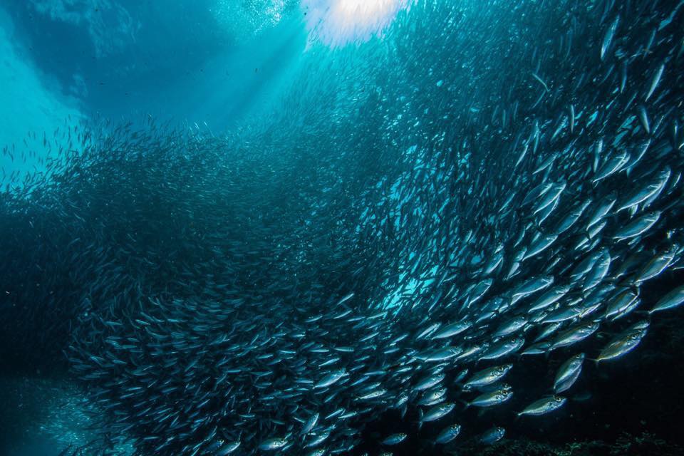 Napaling潜水体验（PADI五星级潜水中心）