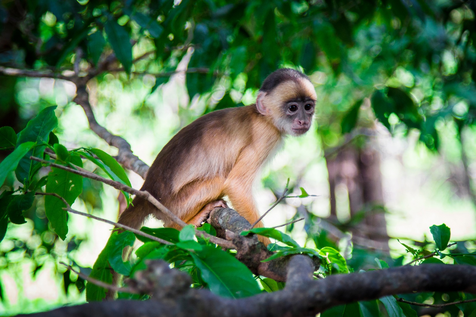 马努亚马逊3日游