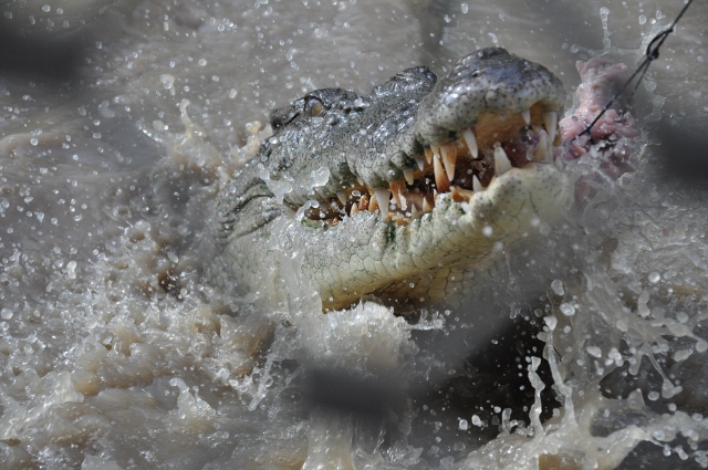 利奇菲尔德 & 鳄鱼游轮 & 日落之旅