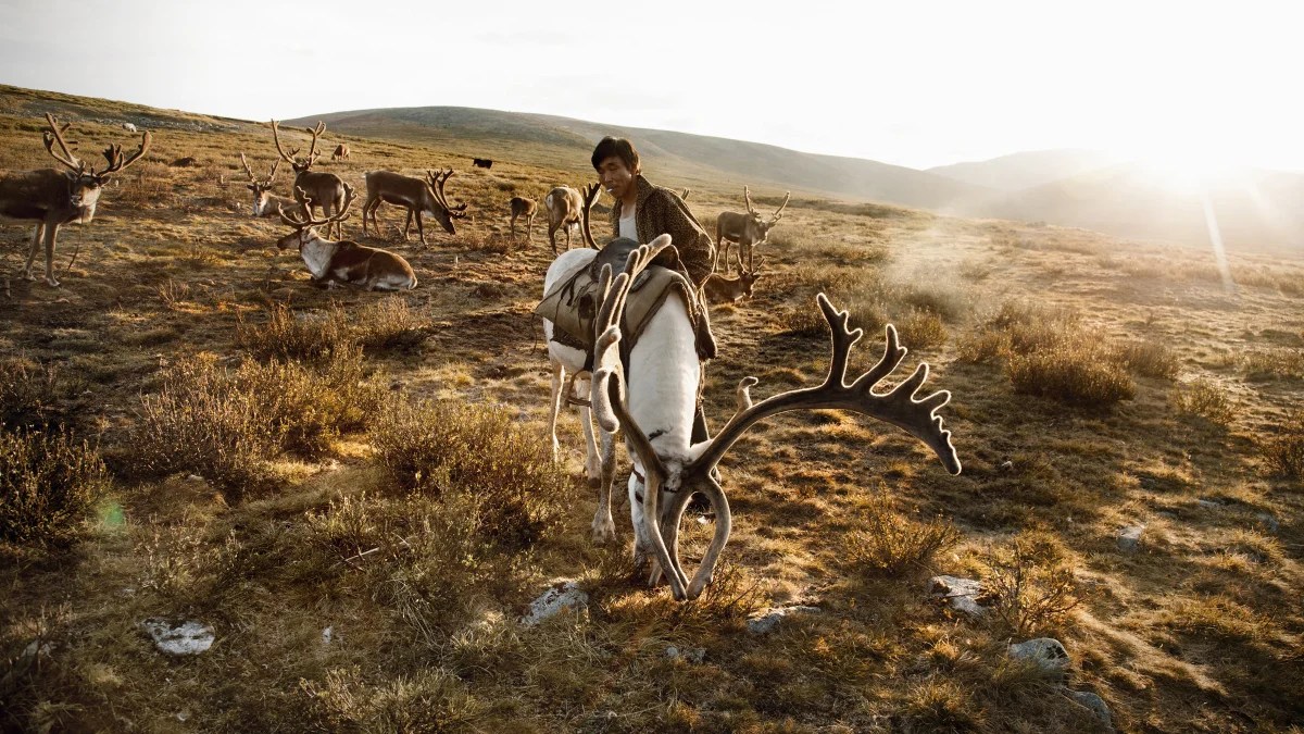 蒙古10天9夜驯鹿探险体验