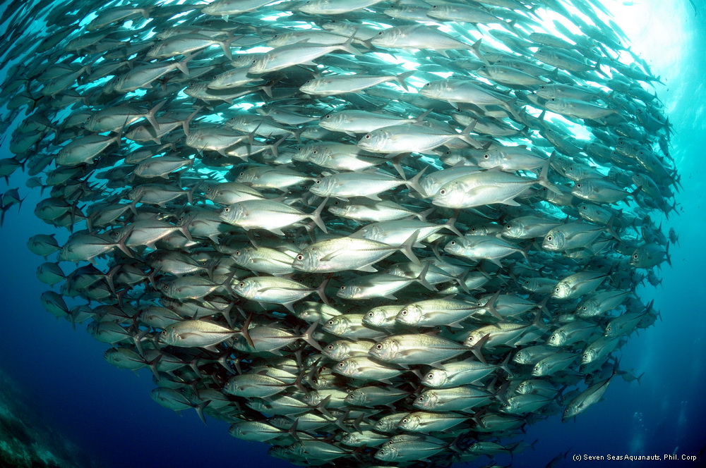 莫阿尔博阿尔5次深潜套餐 （PADI五星级潜水中心）