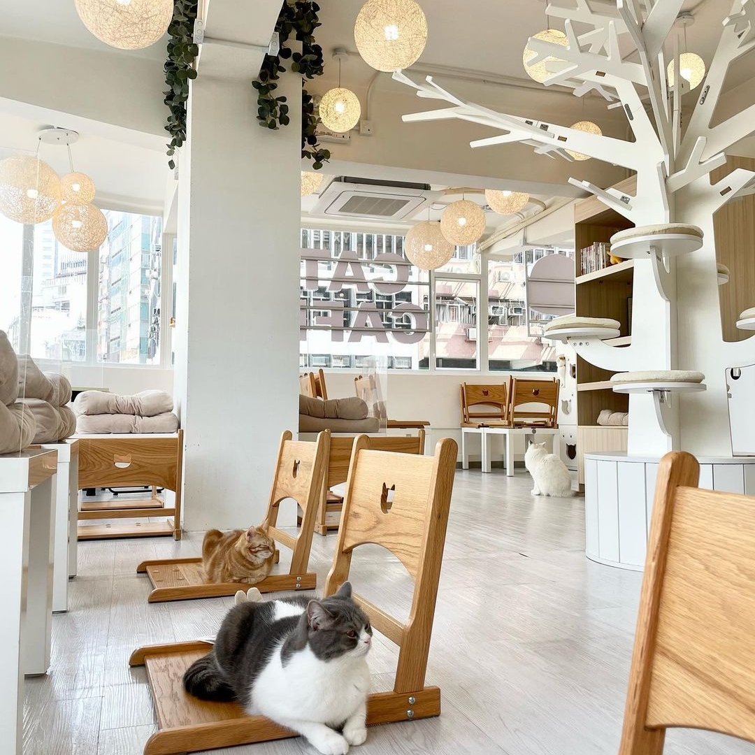 猫之茶房优闲时光｜香港猫Cafe｜荃湾｜尖沙咀｜旺角