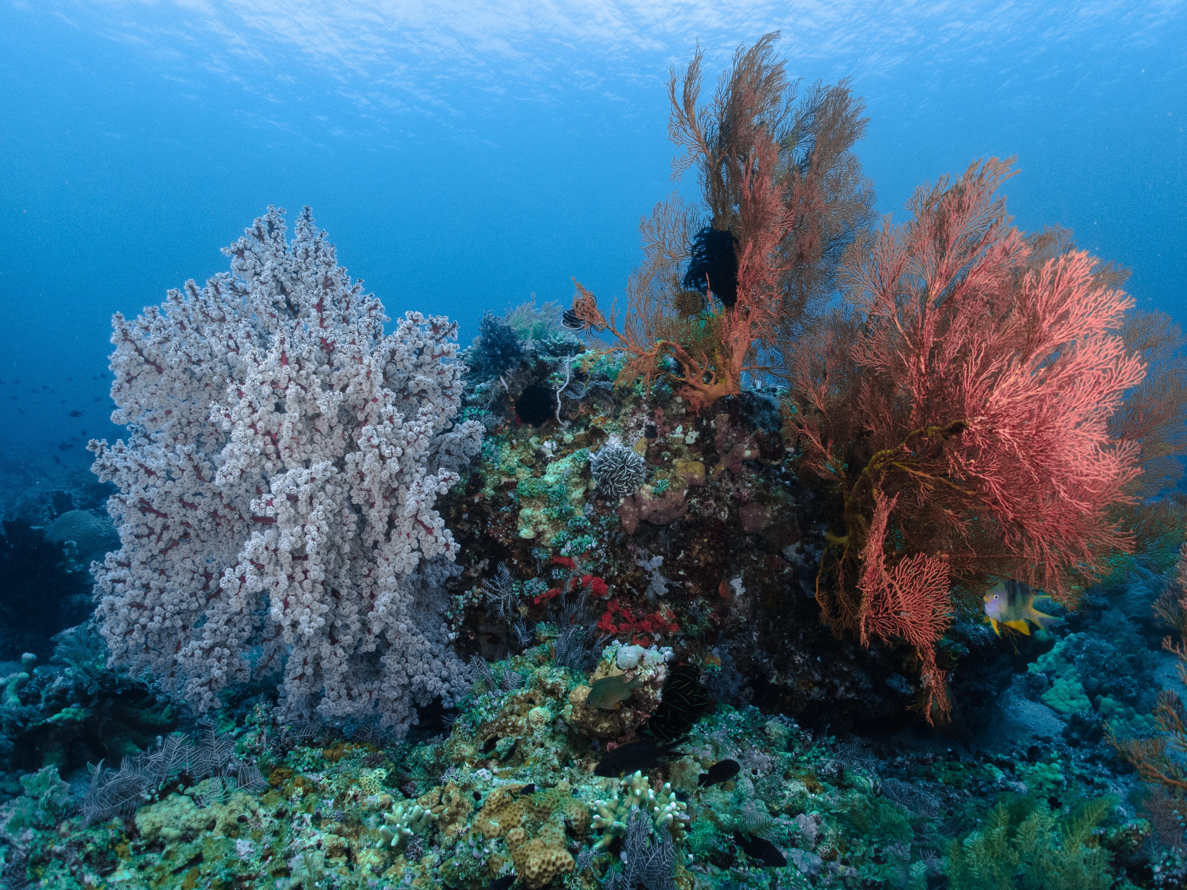 龙目岛PADI体验潜水（PADI潜水中心）